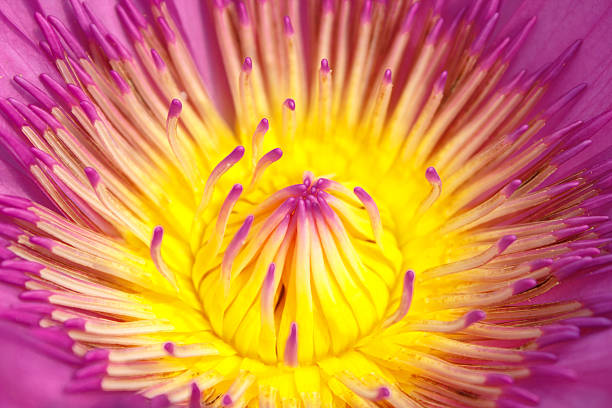 istock closs up pink lotus flower 480390352