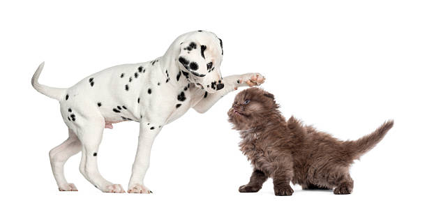istock Dalmatian puppy and Highland fold kitten playing together 480390705