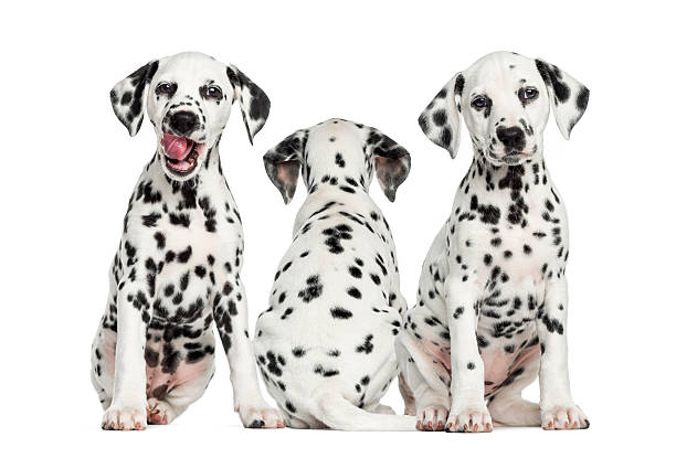 istock Dalmatian puppies sitting together, isolated on white 480390863
