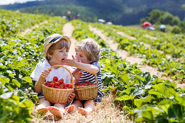 istock Two little sibling boys on strawberry farm in summer 480391022