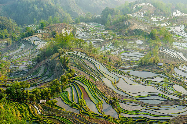 Yuan Yang Rice Terraces Yuan Yang Rice Terraces - "Tiger Mouth" under the sunset in yunnan province of China. yunnan province stock pictures, royalty-free photos & images