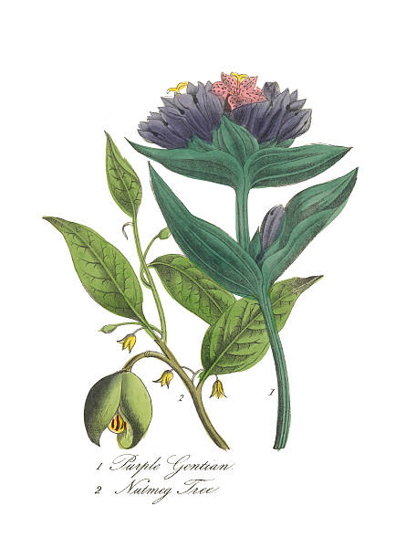 illustrations, cliparts, dessins animés et icônes de muscade arbre et violet gentiane victorian botanical illustration - flower single flower leaf tree