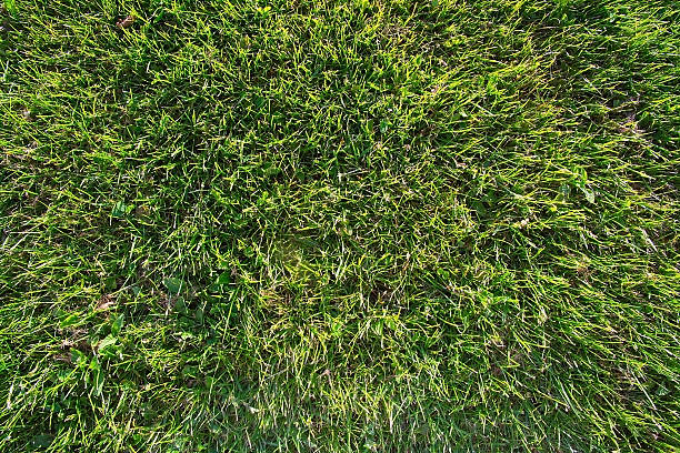 istock Fresh green grass aerial view 480391952
