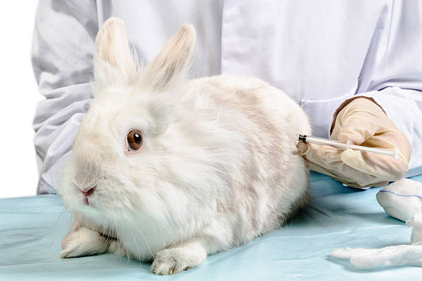 kaninchen wird von tierarzt gespritzt - anwendung imagens e fotografias de stock