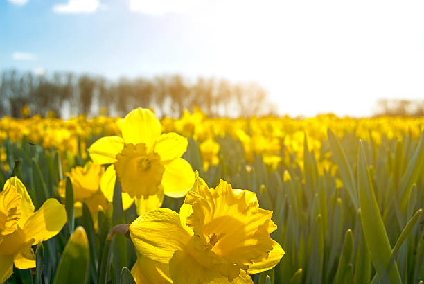 フィールドが明るいイエロー daffodils - daffodil spring flower blue ストックフォトと画像