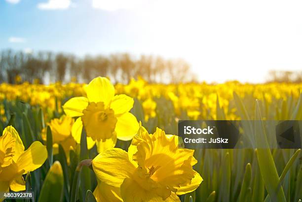 Field Of Bright Yellow Daffodils Stock Photo - Download Image Now - Daffodil, Agricultural Field, Springtime