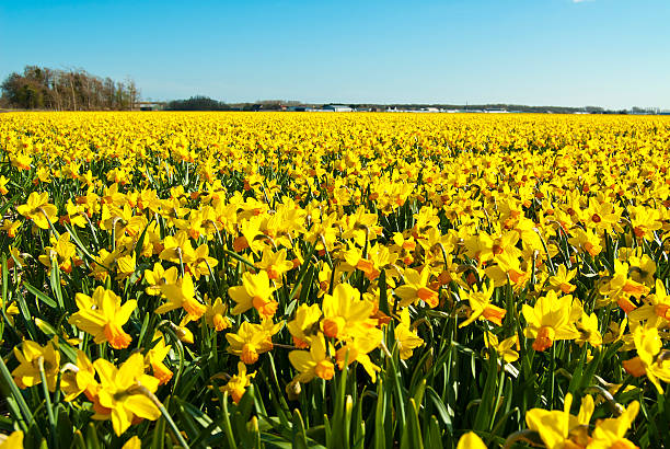 istock field of bright yellow daffodils 480392722