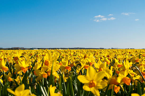 istock field of bright yellow daffodils 480392724