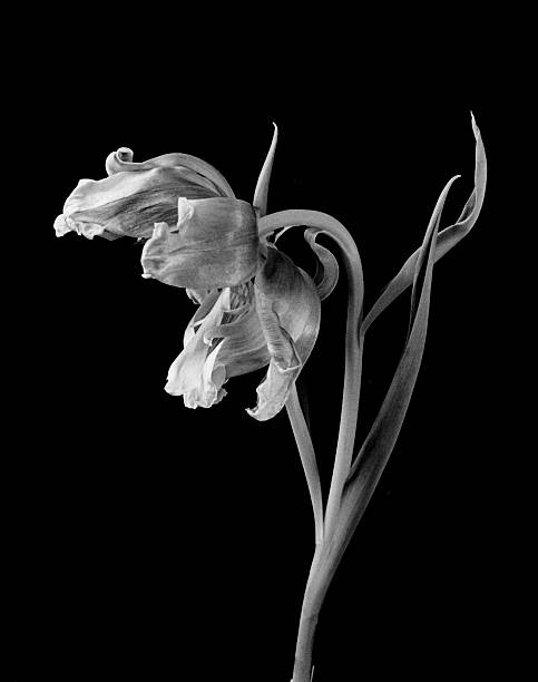 Wilting Tulip Blossoms On Stem With Leaves A black and white image showing two wilting parrot tulip flower blossoms on a stem with several spiked leaves against a black background. wilted plant photos stock pictures, royalty-free photos & images