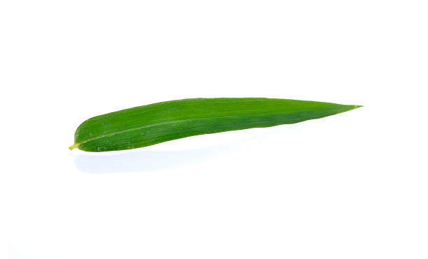 istock Green bamboo leaves on a white background 480392968