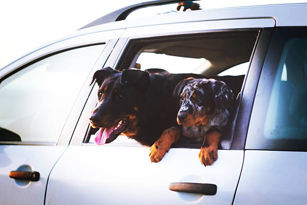 istock dogs in the car 480393239