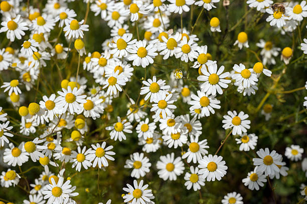 istock Chamomile plants, chamomile field, Matricaria chamomilla 480394042