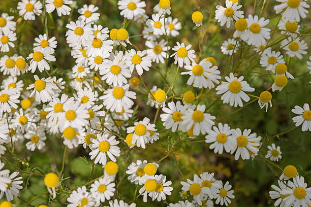 istock Chamomile plants, chamomile field, Matricaria chamomilla 480394046
