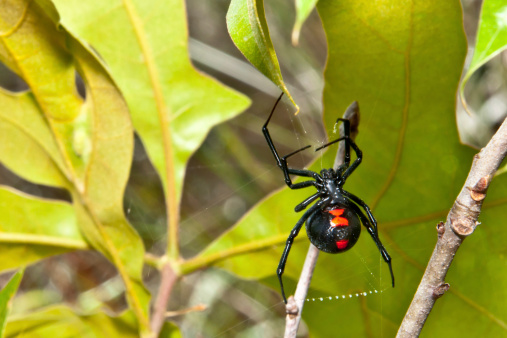 Detail studio image of the venomous and stunning female black widow spider photographed on a white background. She is climbing up a stand of her silk. Sharp focus is on her spinneret, a portion of her red marking, and one leg. The depth of field is very shallow.