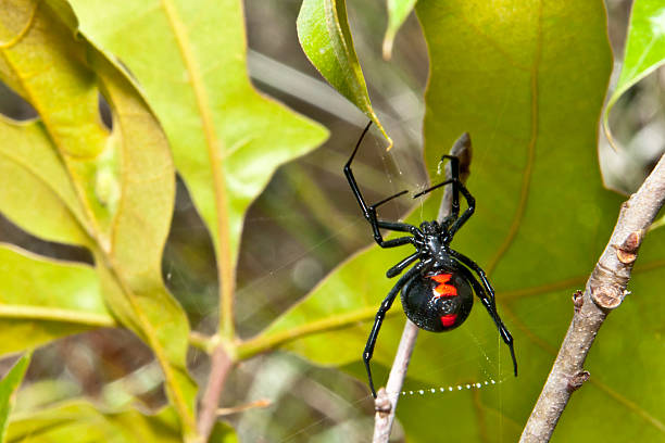 Black Widow A Black Widow Spider spinning a web in an oak tree. arthropod stock pictures, royalty-free photos & images