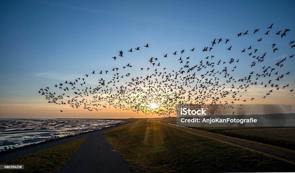 Flying goose Flying goose, Terschelling The Netherlands Animal Migration Stock Photo