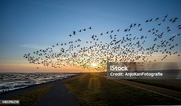 Flying Goose Stock Photo - Download Image Now - Animal Migration, Bird, Terschelling
