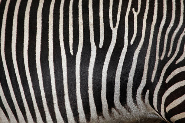 istock Grevy's zebra (Equus grevyi), also known as the imperial zebra. 480396312