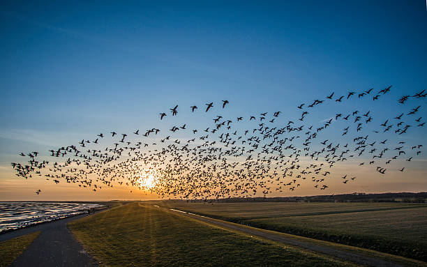 Flying goose stock photo