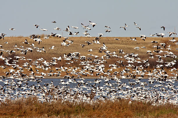 istock Huge flock of Snow Geese in Saskatchewan during fall migration 480397799