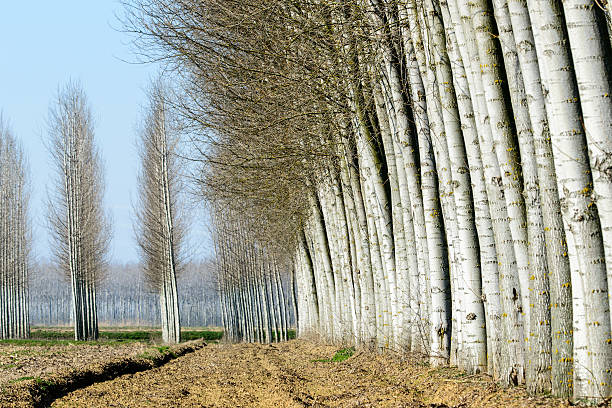 Poplars near Tromello, Lomellina (Italy)
