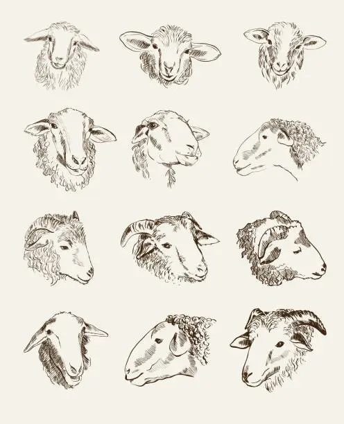 Vector illustration of head of farm animals