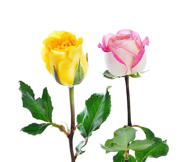 istock close up macro of a rose 480400190