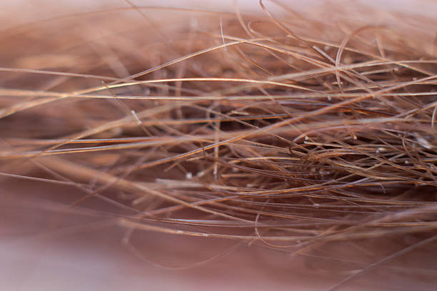 Hair Detail
