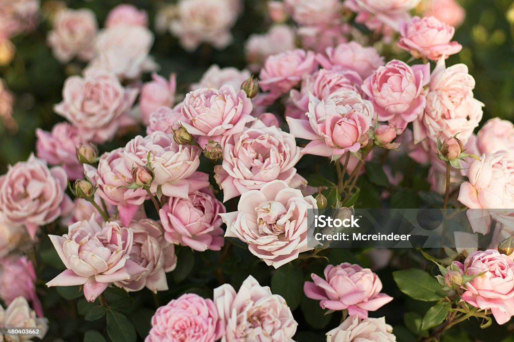 Rose Bush Rose bush from a city garden 2015 Stock Photo