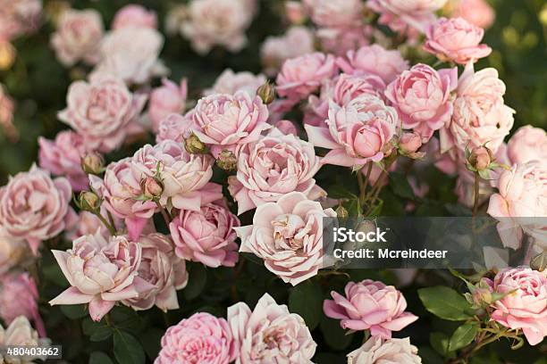Rose Bush Stock Photo - Download Image Now - 2015, Bush, Flower