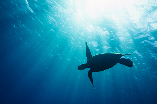 A large sea turtle silhouetted against the warm summer sun of hawaii and its deep clear waters.