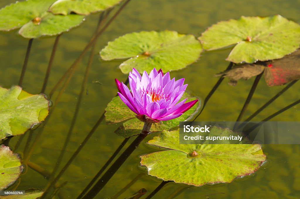 Beautiful photo of pink lotus . Beautiful photo of pink lotus live in a city fountain. 2015 Stock Photo