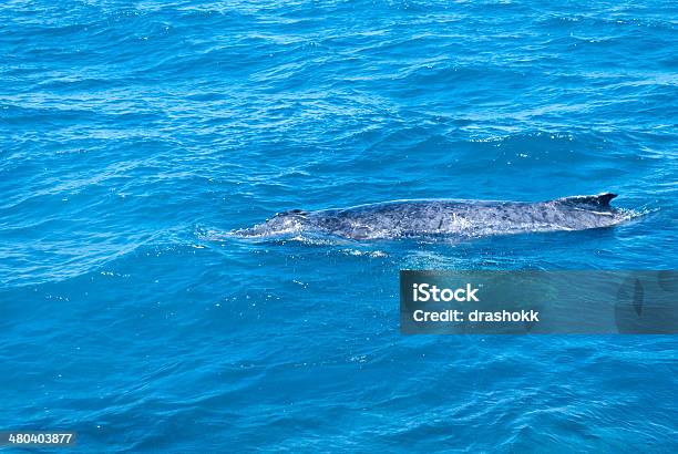 Megattera - Fotografie stock e altre immagini di Acqua - Acqua, Ambientazione esterna, Animale