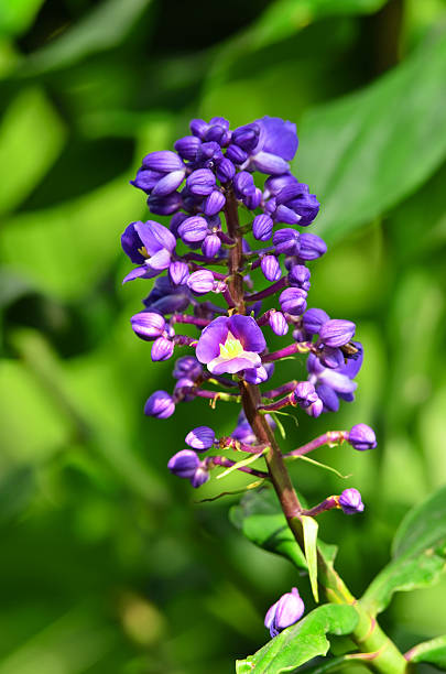 istock The Closed-Up Purple Flower 480403922