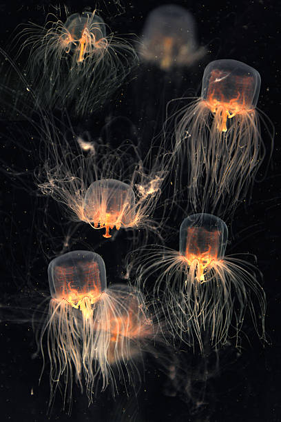 istock School of Box Jellyfish 480404756