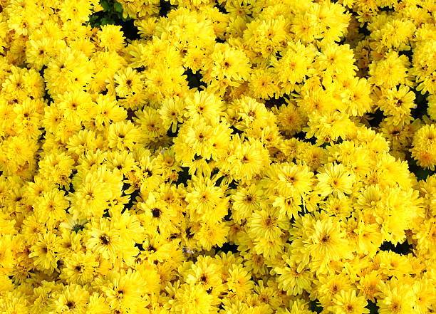 istock Background of yellow flowers 480405025