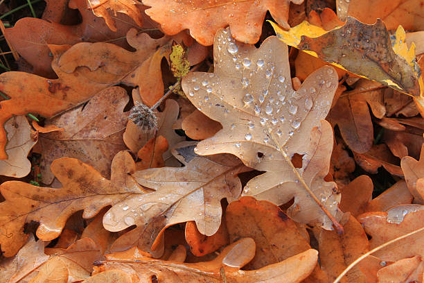 istock Oak leaves in autumn 480405322