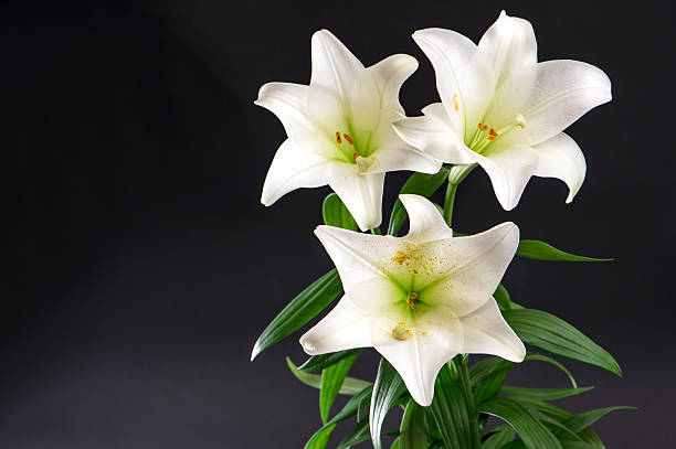 Close-up image of an Easter Lily plant