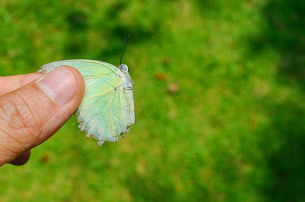 istock Green Butterfly in the hand 480407900