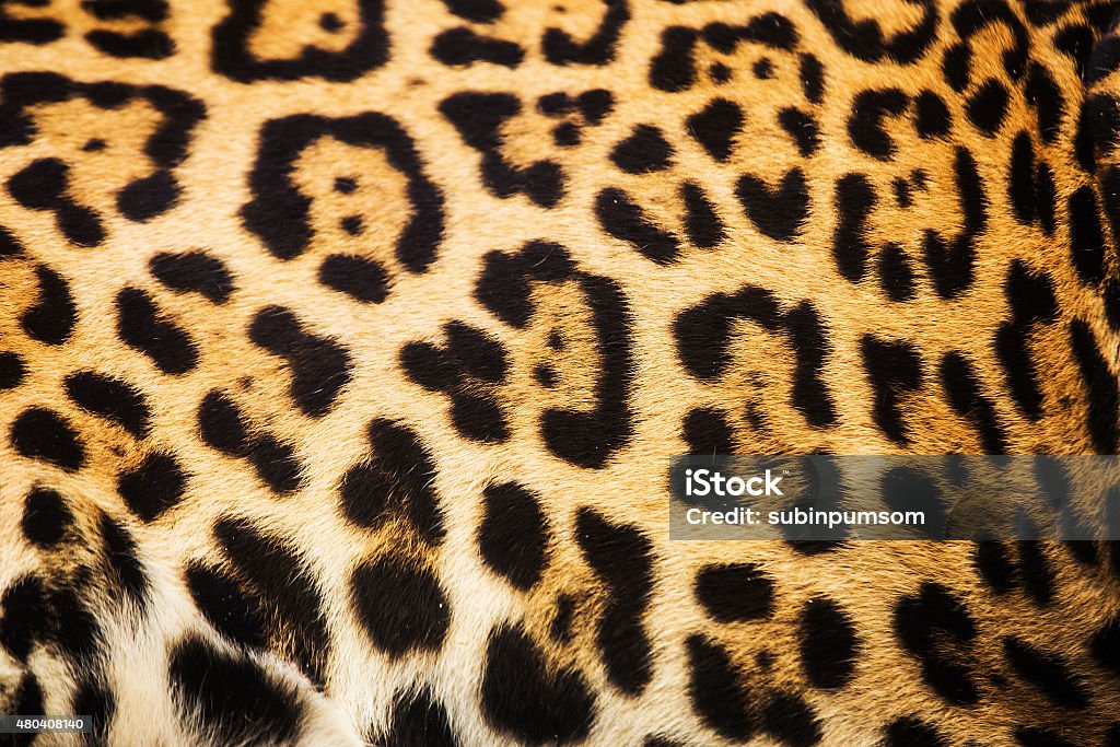 Close up leopard spot pattern texture background Jaguar - Cat Stock Photo