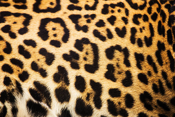 Close up leopard spot pattern texture background stock photo