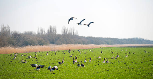 istock Geese flying in a grey sky in winter 480408345