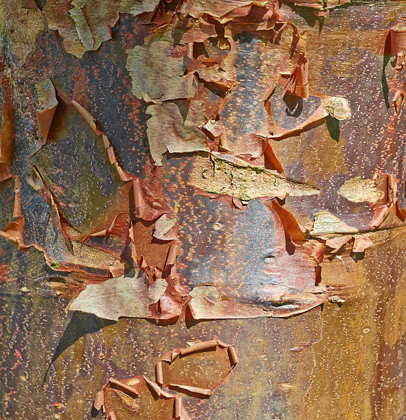 Tree bark texture close up