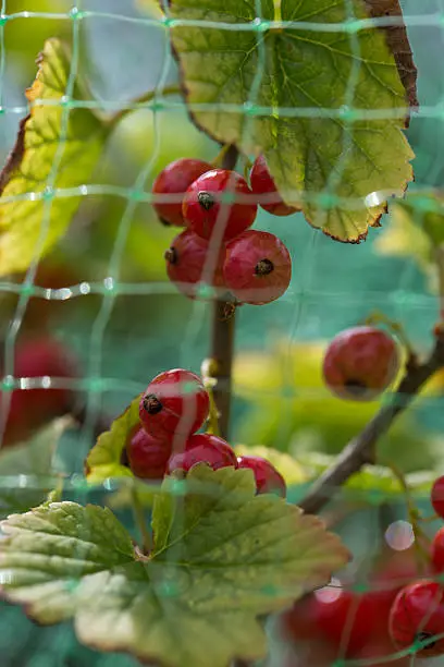 Redcurrants on bush under net
