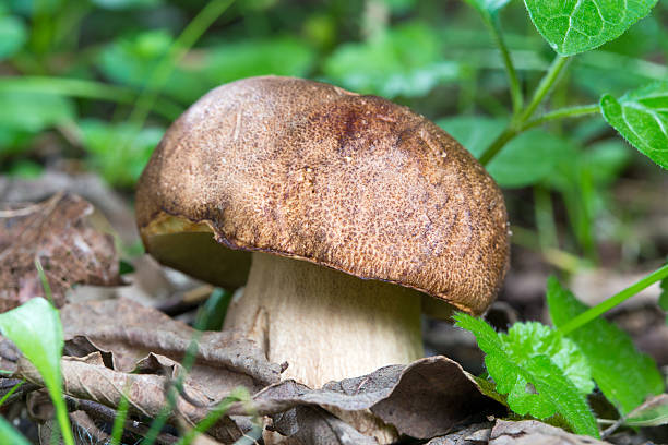 istock close up Porcini mushroom in the forest 480409137
