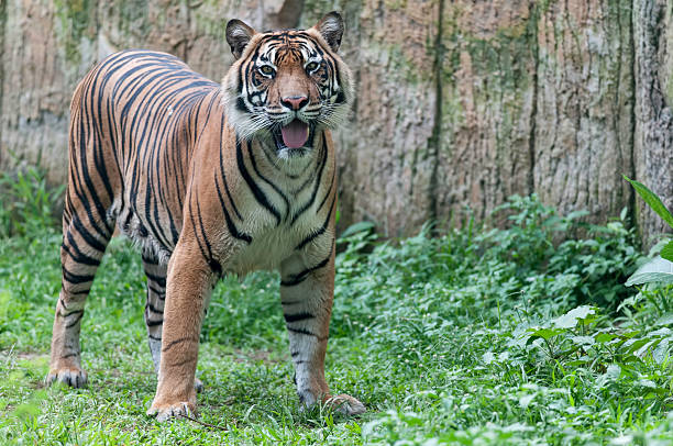 Playful sumatra tiger stock photo