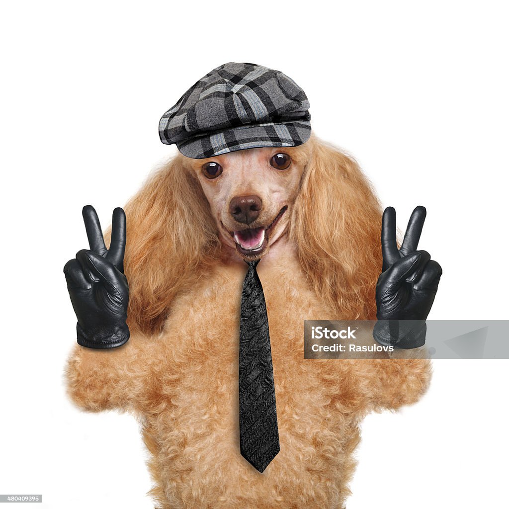 Perro con la paz los dedos de las manos en Guantes de cuero negro - Foto de stock de Alegre libre de derechos