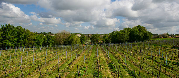 istock vineyards in the sunshine 480409615