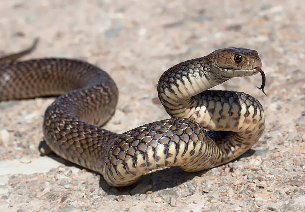 eastern marrón serpiente - serpentina fotografías e imágenes de stock