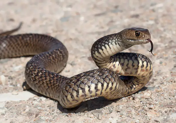 The deadly venomous but beautiful eastern brown snake (Pseudonaja textilis)